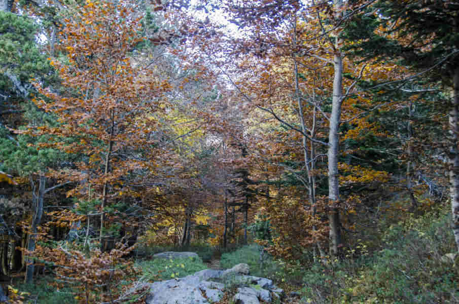 Huesca - parque nacional de Ordesa y Monte Perdido - valle de Ordesa 87 - faja de Pelay.jpg